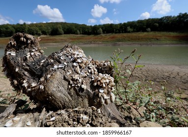 A Reservoir That Has Become Shallow Due To Drought In The Village Of Partizanskoye (Crimea, Crimean Peninsula).