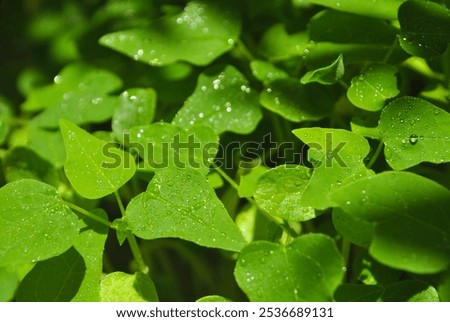 resh green leaves with tiny water droplets, highlighting their vibrant and natural look.