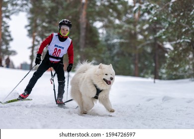 Reshetiha, Russia - 02.02.2019 - Dog Skijoring. Samoyed Sled Dog Pull Dog Musher. Sport Championship Competition.