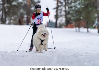 Reshetiha, Russia - 02.02.2019 - Dog Skijoring. Samoyed Sled Dog Pull Dog Musher. Sport Championship Competition.