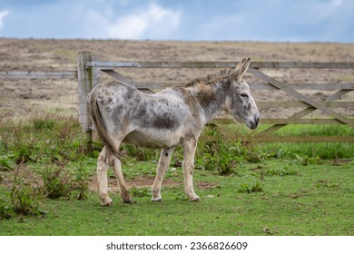 Resident donkey at Symondsbury Estate, Bridport, Dorset - Shutterstock ID 2366826609