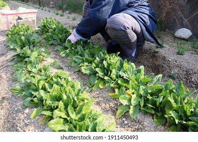 Jardin Potager Images Photos Et Images Vectorielles De Stock Shutterstock