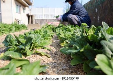 A resident harvests spinach grown in his garden.
