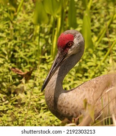 Resident Sandhill Crane Sweetwater Wetlands Park Gainesville FL