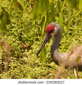 Resident Sandhill Crane Sweetwater Wetlands Park Gainesville FL