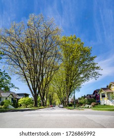 Residential Neighborhood Street With Giant Elm Trees. Beautiful Sunny Spring Day. Intersection With Parked Cars On Tree Covered Street, No People. Urban Live, 15 Minutes From Downtown Vancouver.