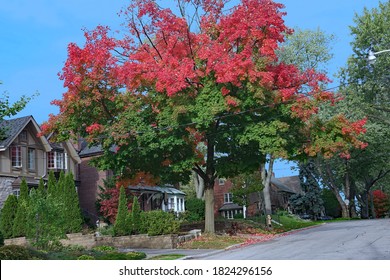 Residential Street With Maple Trees In Fall Colors