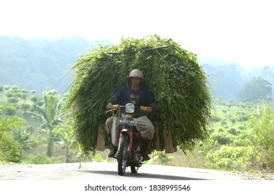 Residents In The Vicinity Of Mount Kelud, Kediri, East Java, Indonesia Transport Grass To Feed Their Livestock On April 21, 2004                               