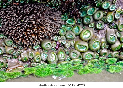 Residents Of The Wild Washington Coast