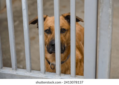 a resigned dog at an animal shelter for found animals 