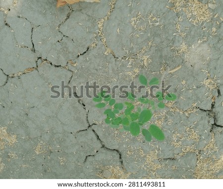Resilience in Adversity

This powerful image captures a single green sprout emerging from a cracked, barren ground. The contrast between the vibrant leaves and the dry, parched soil symbolizes resilience and hope in harsh environments. The surrounding cracks tell a story of struggle, yet the tenacity of life shines through. This scene serves as a reminder of nature's ability to thrive even in the most challenging conditions, inspiring thoughts of renewal and perseverance. It’s a poignant representation of life’s enduring spirit, encouraging us to find strength amidst adversity and to cherish the beauty of growth.