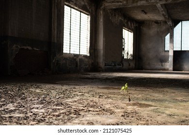 Resilience, Plant Growing In An Abandoned Place
