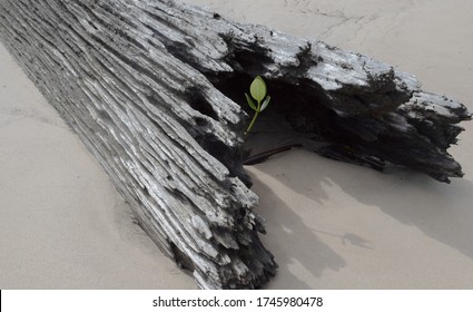 Resilience Plant Growing Out Of Burnt Log