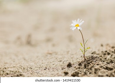 Resilient daisy plant flowering on a sandy desert with no water.