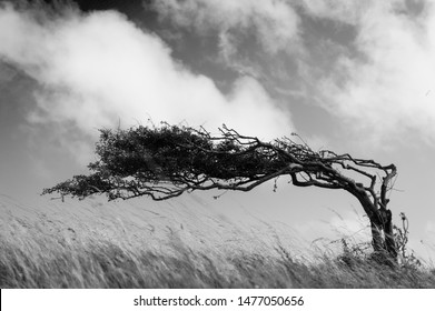 A resilient lone tree bends to the elements - strength in adaptability