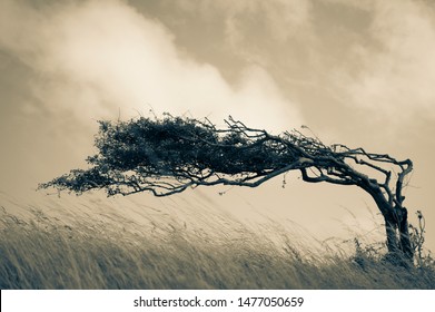 A resilient lone tree bends to the elements - strength in adaptability - Shutterstock ID 1477050659