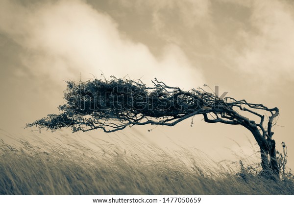 A resilient lone tree bends to the elements\
- strength in adaptability