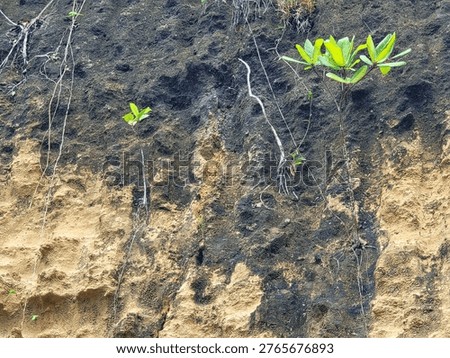 Resilient young tree sapling growing on a rugged rocky cliff face symbolizing strength and endurance
