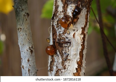 Resin on the apricot tree bark, selective focus