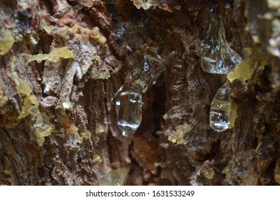 resin on larch trunk, Gran Paradiso National Park, Mountain