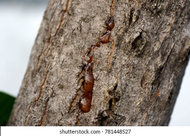 Resin On Mango Tree ,gum Resin