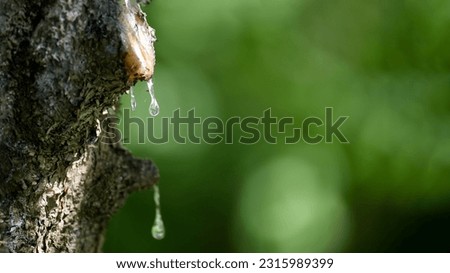 Resin oozing from an injured fir tree branch. Close up against of blurred greenery, wide banner size with place for text