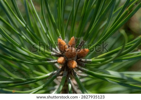 Resinous Scots pine buds surrounded by long green needles in macro close-up