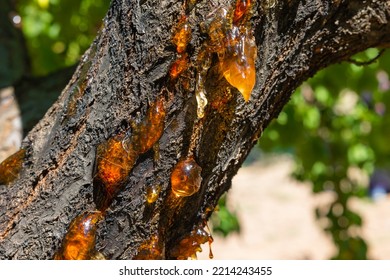 2,464 Resin Insect Images, Stock Photos & Vectors | Shutterstock