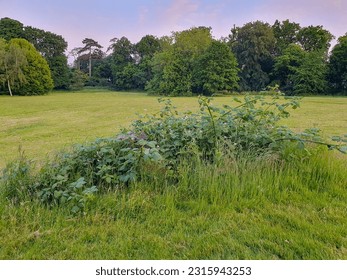 
resizedImage
A field of grass with trees in the background