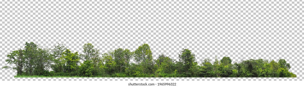 ้high resolution of forest on Checkered picture background with clipping path for easy to selection 