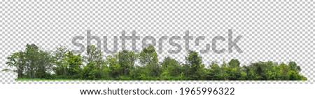 ้high resolution of forest on Checkered picture background with clipping path for easy to selection 