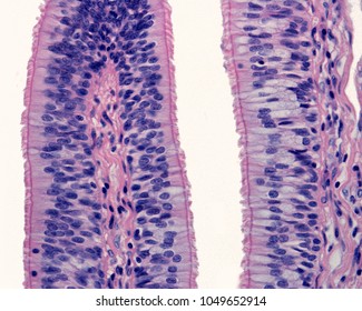 Respiratory Epithelium (pseudostratified Ciliated Columnar Epithelium). The Apical Border Of The Epithelium Has A Layer Of Cilia Supported In Their Basal Bodies. Light Microscope Photomicrograph.