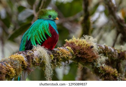 Resplendent Quetzal in Costa Rica 
