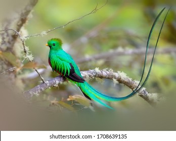 Resplendent Quetzal, the national bird of Guatemala