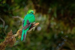 Resplendent Quetzal - Pharomachrus Mocinno Bird In The Trogon Family, Found From Chiapas, Mexico To Western Panama, Well Known For Colorful Plumage, Long Tail And Eating Wild Avocado, Green And Red.