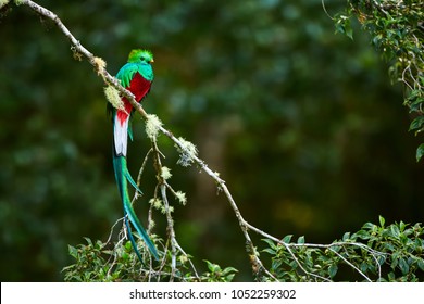 Resplendent Quetzal, Pharomachrus mocinno. Green bird from Costa Rica. Bird with long tail. 