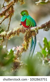 Resplendent Quetzal, Pharomachrus mocinno. Green bird from Costa Rica. Bird with long tail. 