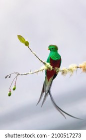 Resplendent quetzal (Pharomachrus mocinno), Guatemalan national bird. Magnificent sacred green and red iconic bird. Bird with long tail. San Gerardo de Dota, Wildlife and birdwatching in Costa Rica.