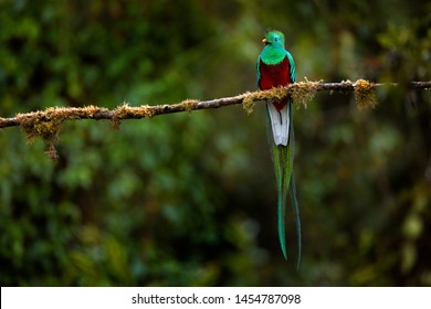 Resplendent Quetzal, Pharomachrus mocinno, from Savegre in Costa Rica with blurred green forest in background. Magnificent sacred green and red bird. Detail forest hidden of Resplendent Quetzal.