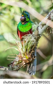Resplendent Quetzal, Pharomachrus mocinno, Savegre in Costa Rica, with green forest in background. Magnificent sacred green and red bird. Birdwatching in jungle.