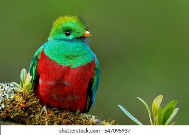 Resplendent Quetzal, Pharomachrus mocinno, from Savegre in Costa Rica with blurred green forest in background. Magnificent sacred green and red bird.