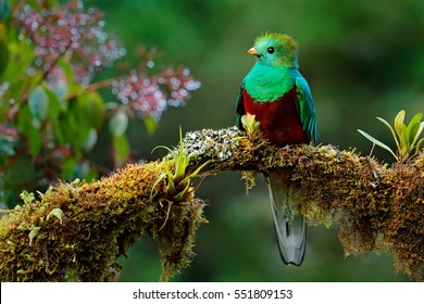 Resplendent Quetzal, Pharomachrus mocinno, Savegre in Costa Rica, with green forest in background. Magnificent sacred green and red bird. Birdwatching in jungle. - Shutterstock ID 551809153