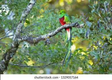 Resplendent quetzal plays an important role in various types of Mesoamerican mythology. It is the national bird of Guatemala, and its image is found on the country's flag and coat of arms.