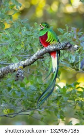 Resplendent quetzal plays an important role in various types of Mesoamerican mythology. It is the national bird of Guatemala, and its image is found on the country's flag and coat of arms.