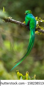 Resplendent Quetzal rainforest Costa Rica  