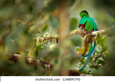 Photos Images Et Photographies De Stock De Jungle Oiseau