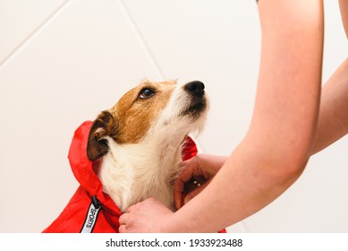 Responsible Pet Owner Dressing Her Dog In Water Resisting Raincoat Before Going Out For Walk