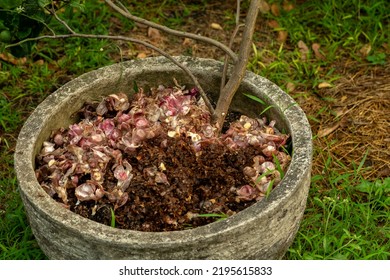 the rest of the onion skin that is placed in a plant pot, serves as fertilizer