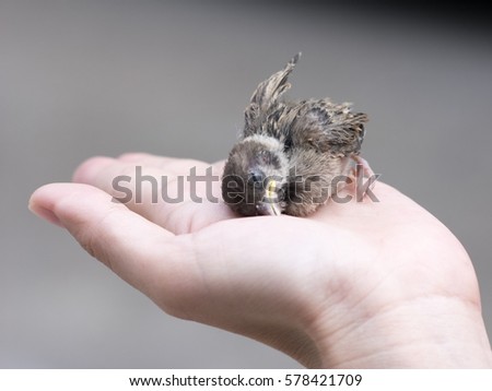 Similar – safe Animal Bird Chaffinch