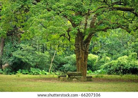 resting place Plant Grass